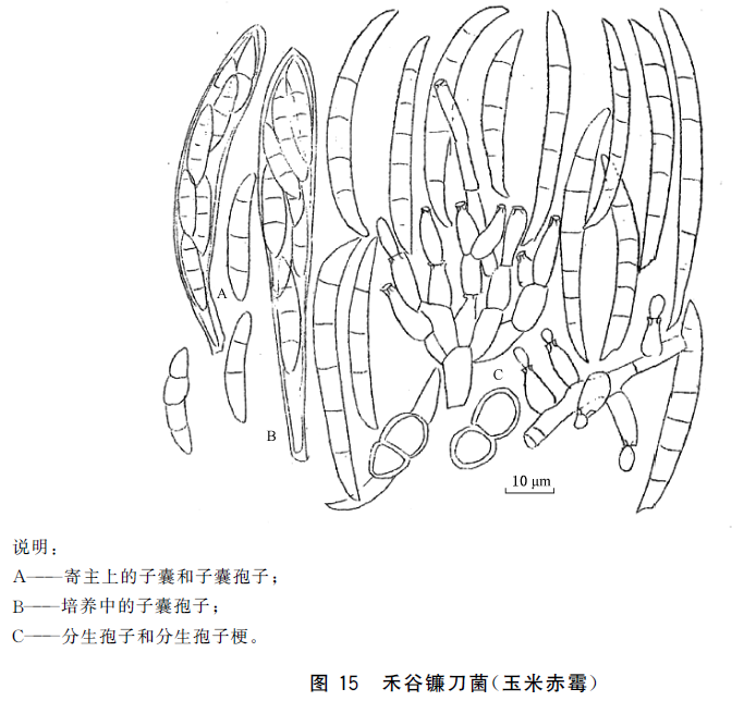 16-2016 食品安全国家标准 食品微生物学检验 常见产毒霉菌的形态学