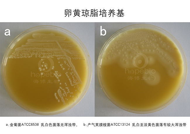 卵黄琼脂培养基基础