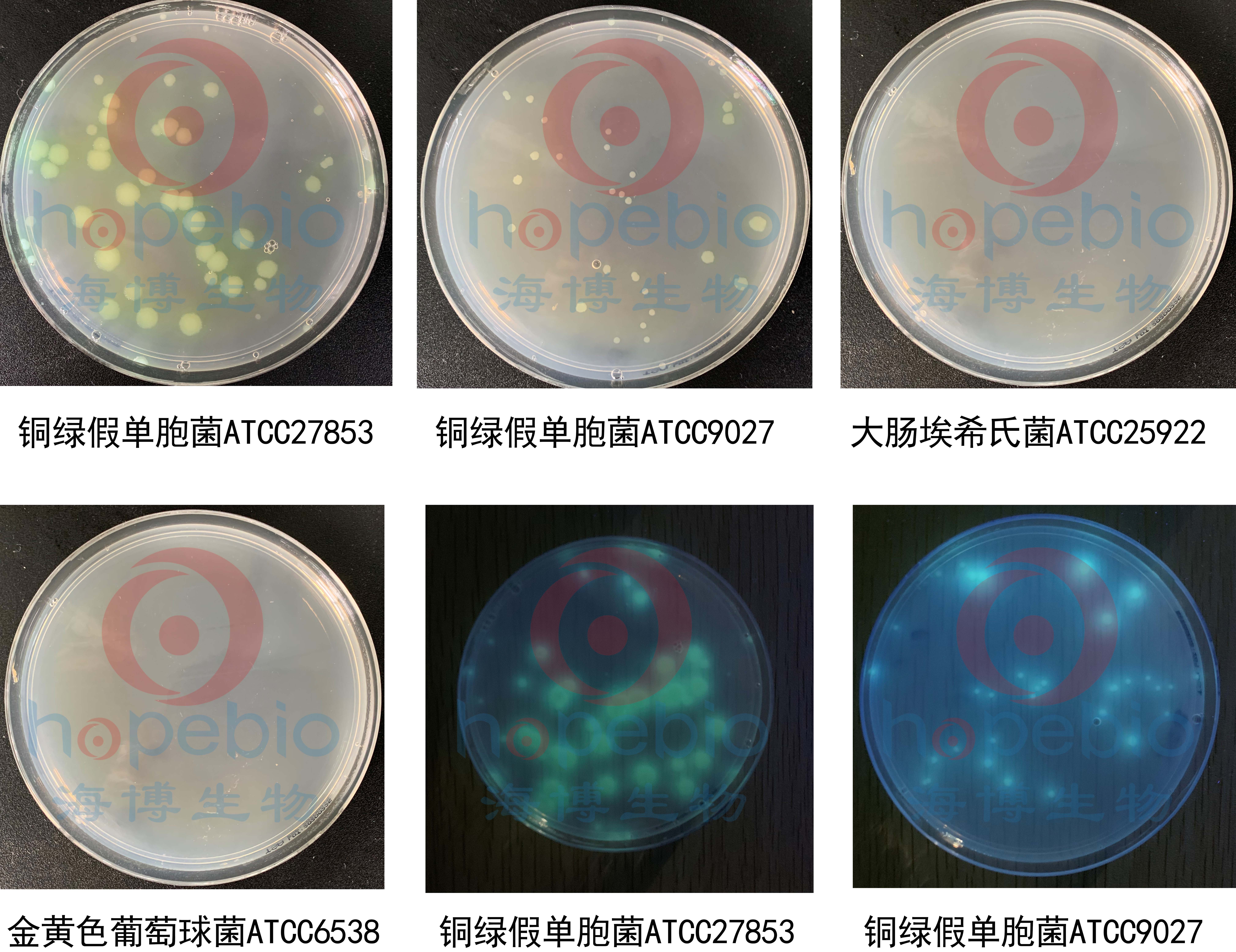 铜绿假单胞菌 atcc27853 20-200 定量 pr≥0.