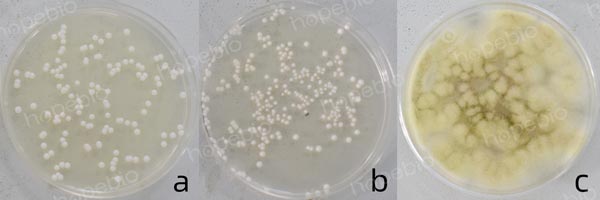 a为白色念珠菌；b为酵母菌；c为黑曲霉菌