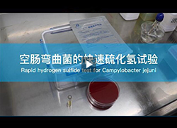 操作视频 | 空肠弯曲菌的快速硫化氢试验