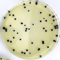 产气荚膜梭菌――胰胨-亚硫酸盐-环丝氨酸琼脂