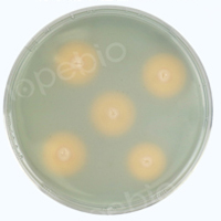 铜绿假单胞菌-CAS检测平板