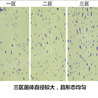 细菌在平板三区的形态特征对比