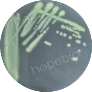 6株铜绿假单胞菌标准株在假单胞菌琼脂基础培养基上的划线生长特征