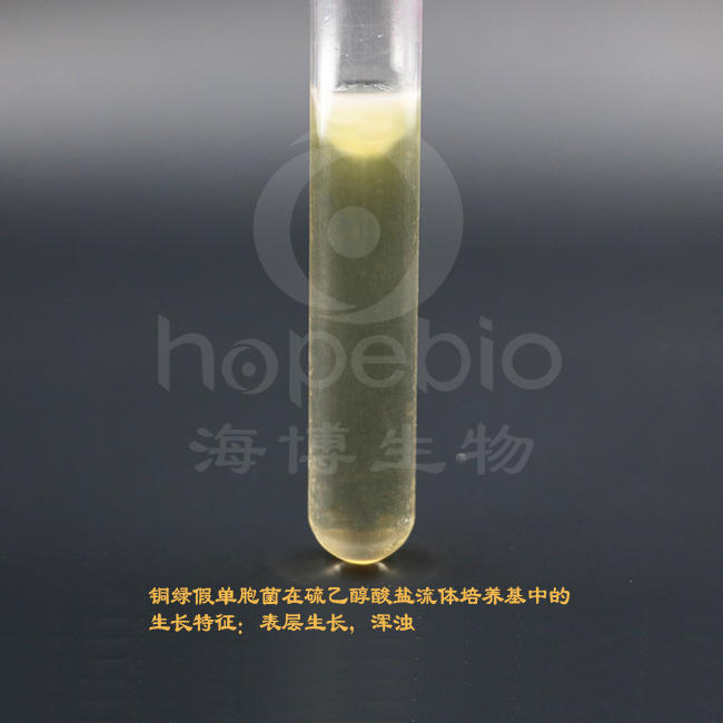 铜绿假单胞菌-硫乙醇酸盐流体培养基