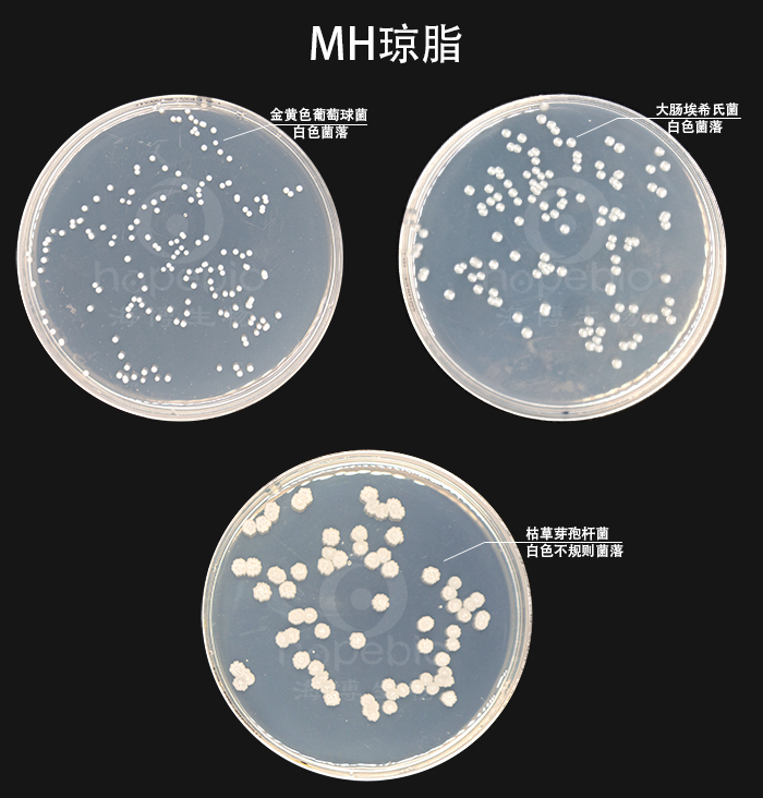 金黄色葡萄球菌,大肠埃希氏菌,枯草芽孢杆菌在mh琼脂上的生长特征