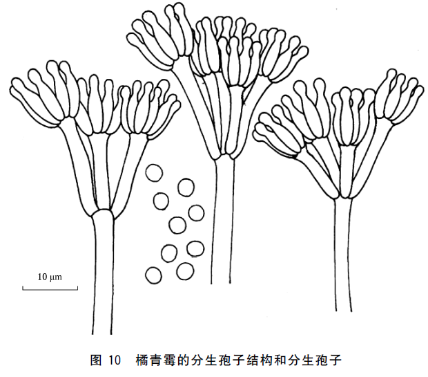 橘青黴的某些菌株可產生桔青黴素(citrinin).