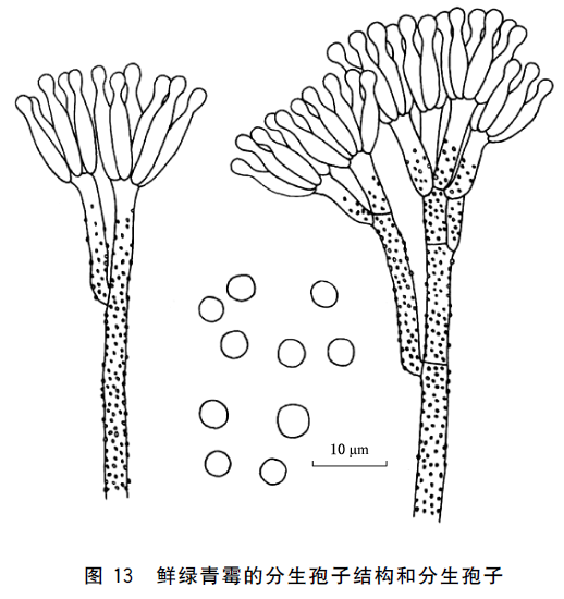 gb4789162016食品安全國家標準食品微生物學檢驗常見產毒黴菌的形態學