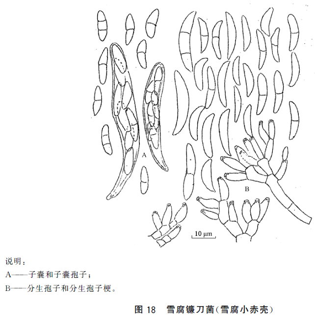 gb4789162016食品安全國家標準食品微生物學檢驗常見產毒黴菌的形態學