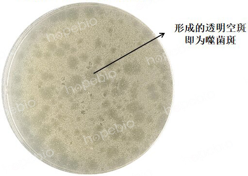 �󳦸˾��ɾ���MS2��˫��ƽ�����γɵ��ɾ���