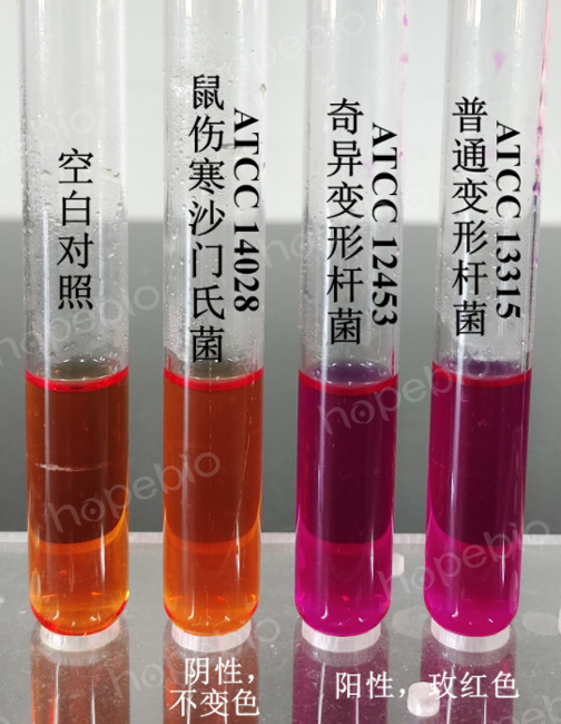 �ʿؾ�����Rustigian����ø�������������������ϵ��������