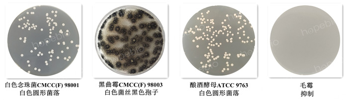 �ʿؾ����ڵ�pHֵ�����֬��LMA���ϵ��������