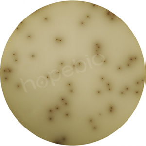 �ʿؾ����ڵ�����-��Ҷ����֬�������ϵ��������