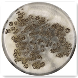 �ʿؾ����ڴ��ҵ�������������֬����80��֬��������SCDLPA���ϵ��������