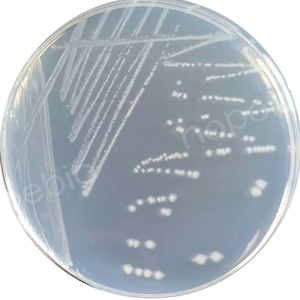 ��ͬ�ʿؾ�����M1���������������