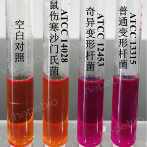 �ʿؾ�����Rustigian����ø�������������������ϵ��������