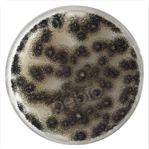 �ʿؾ����ڵ�pHֵ�����֬��LMA���ϵ��������