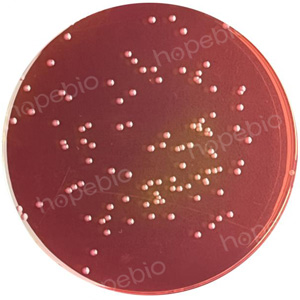 �ʿؾ�����SSDC�������ϵ��������